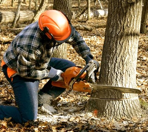 Tree Removal in Cleveland, TX